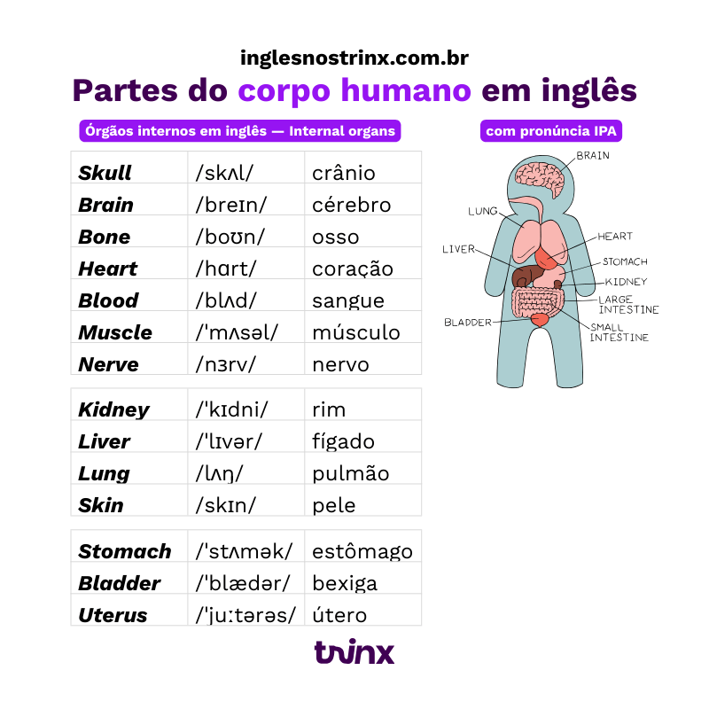 órgãos internos em inglês